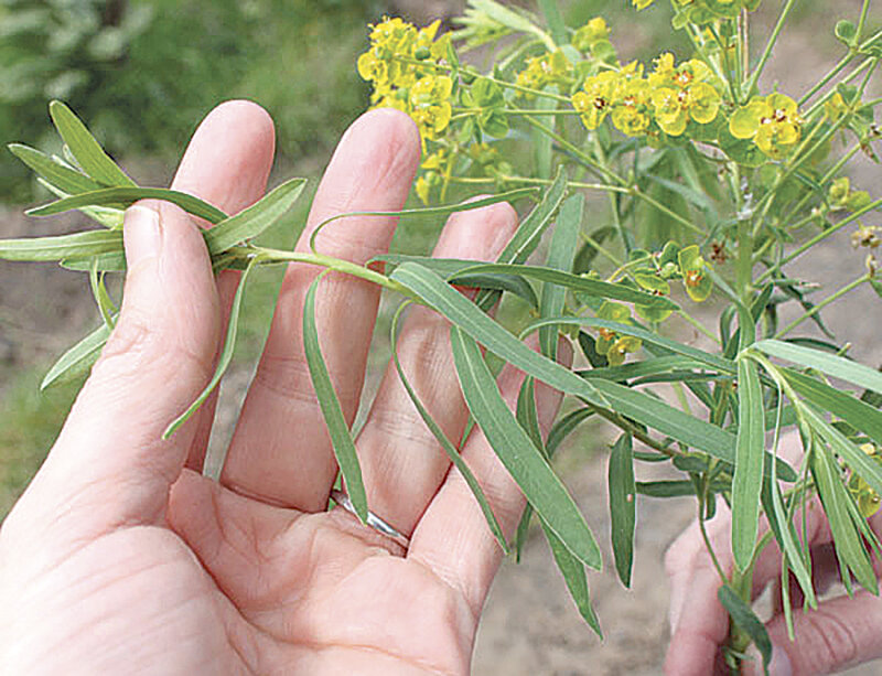 Leafy spurge invades prairies, pastures, and other open areas. It is a major pest of national parks and nature preserves in the western United States. It can completely overtake large areas of land and displace native vegetation.