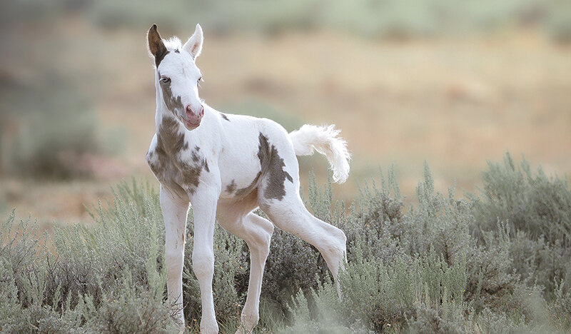 Thora, the first foal sired by Thor, the iconic stallion of the McCullough Peaks Herd Management Area, was a favorite of fans of the approximately 175-horse herd at the Bureau of Land Management property between Powell and Cody. Thora was captured and moved to a holding facility in Rock Springs as part of an effort to bring the population back in line with the BLM&rsquo;s management levels. Her capture and removal sparked public outcry.
