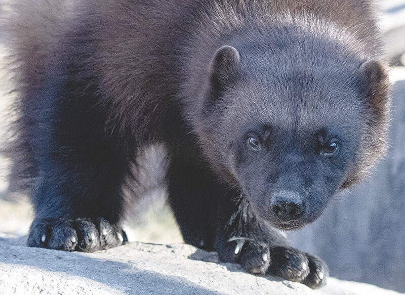 Ahmari, a wolverine at ZooMontana in Billings, gave birth to one kit (baby wolverine) in early February. The zoo is one of only a few zoos in the nation with a successful wolverine breeding program.