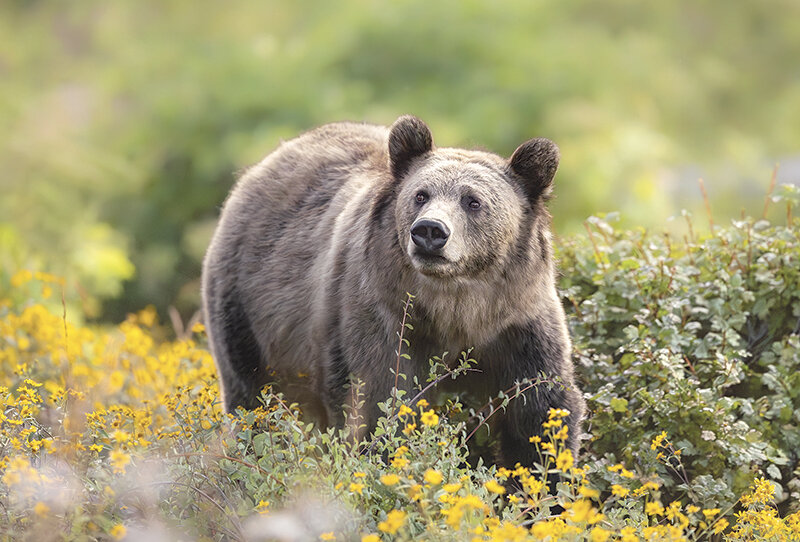 A grizzly bear forages near one of the many roads through grizzly country in northwest Wyoming. The image was taken by a recent University of Wyoming graduate who has launched her career in environmental photojournalism, starting with reporting on interactions between humans and grizzly bears in roadside habitats.