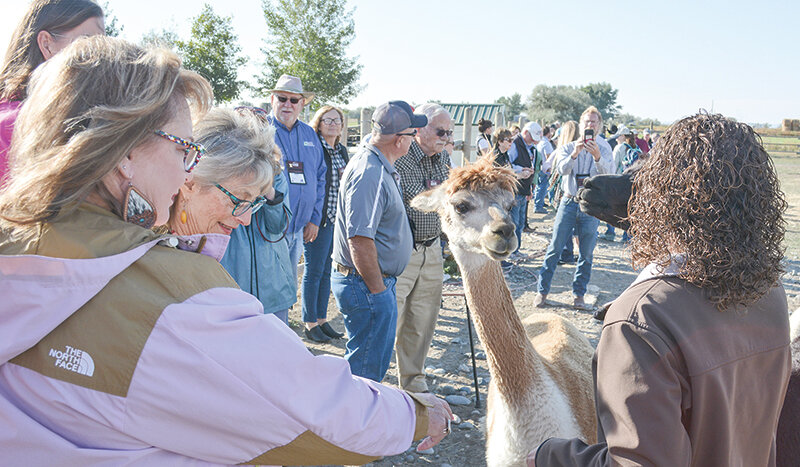 Attendees of the 2023 International Leadership Alumni Conference approach one of the animals at Arrowhead Alpacas south of Powell on Sept. 20. The annual conference, which is held at locations around the world, came to Cody last summer.