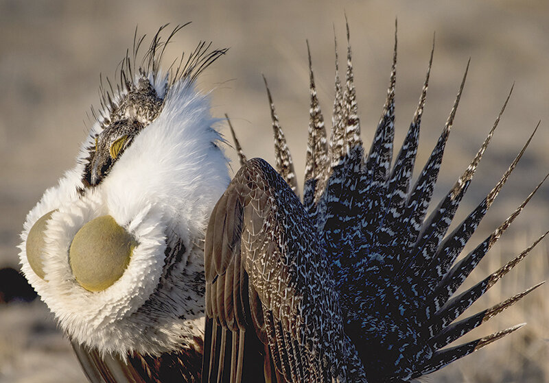 Wyoming has the most sage grouse and the most greater sage grouse habitat in the world. Gov. Mark Gordon said a new BLM plan could have a disproportionate effect on Wyoming citizens and industries.