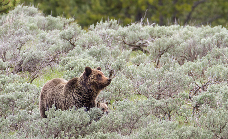 A grizzly sow and her cub wander through Hayden Valley near the Yellowstone River. To protect bears and increase visitor safety, Yellowstone National Park will create a new 16,453-acre bear management area (BMA) in Hayden Valley, prohibiting off-trail travel between July 15 and Sept. 15.