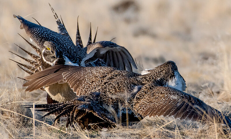 Greater sage grouse males fight at a lek while vying for hens. Leaders of the Senate and Congressional Western Caucus chairpersons, including Wyoming Sen. Cynthia Lummis, are asking the Bureau of Land Management to increase the public comment period for their new proposed draft plan for the species.