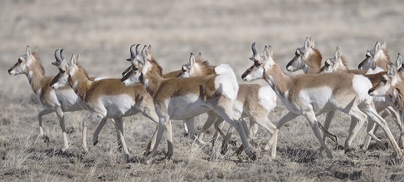 Pronghorn travel along Wyo. Highway 120 south of Cody. Herd numbers are either stagnant or declining in the northwest corner of the state and the proportion of wildlife killed by vehicles is increasing.
