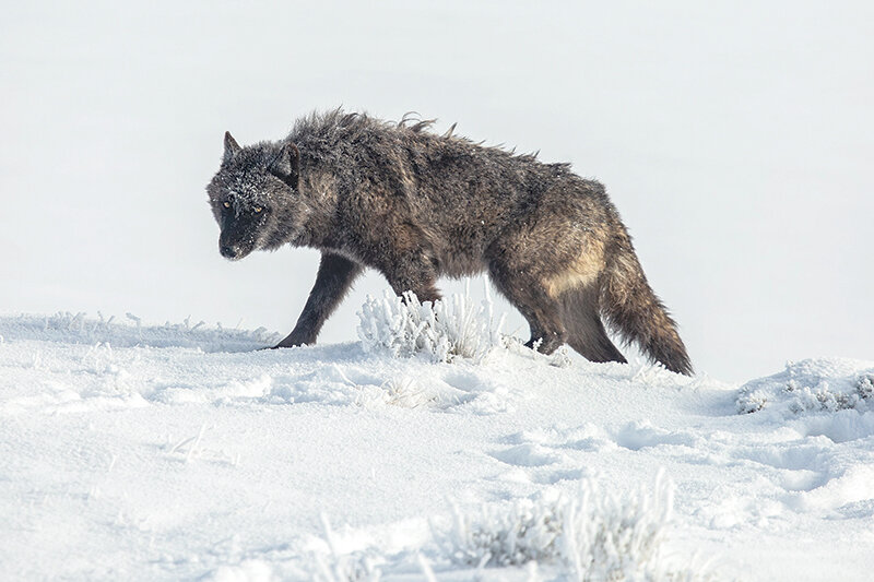 A wolf walks through the snow in Yellowstone National Park&rsquo;s Hayden Valley.