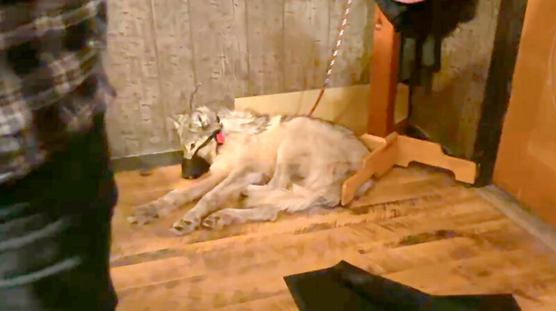 A screen grab from video evidence released by the Wyoming Game and Fish Department shows a wolf allegedly captured by Cody Roberts lying injured in the corner of a bar, where witnesses state it remained there suffering from injuries for an extended amount of time before being taken out back and killed. The incident has led to outrage about the abuse of the animal and the laws that allow hunters to kill wolves in the predator zone by running them down with snowmobiles.