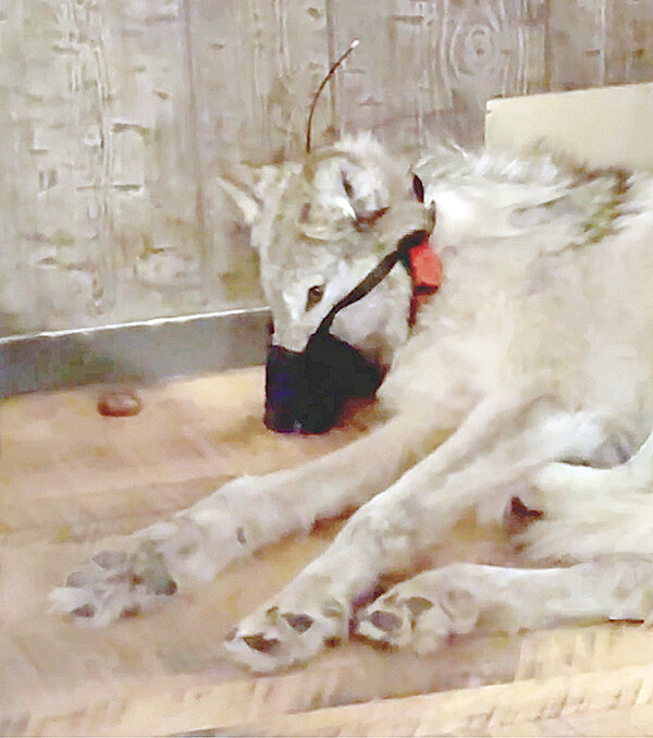 A screenshot of a video released by the Wyoming Game and Fish Department shows an injured wild wolf being held captive in a Green River bar.