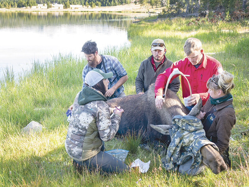 Wyoming Game and Fish Department wildlife biologist Sam Stephens collars a moose during a study of the species in the Bighorn Mountains while University of Wyoming graduate and National Forest Service wildlife biologist Lindsay Martinez, former seasonal technician Travis Coats, Greybull area game warden Rob Hipp, and former seasonal technician Josie Kerrigan work with the cow moose at a high altitude lake in the Bighorn National Forest near the Cloud Peak Wilderness. The department budget includes conservation studies on large game animals as well as non-game species.