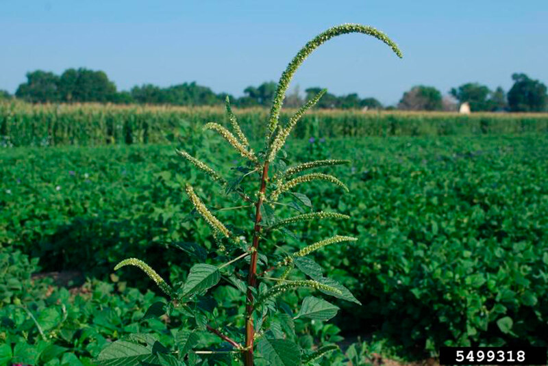 Last summer the noxious weed Palmer amaranth was spotted in two locations in the Big Horn Basin.