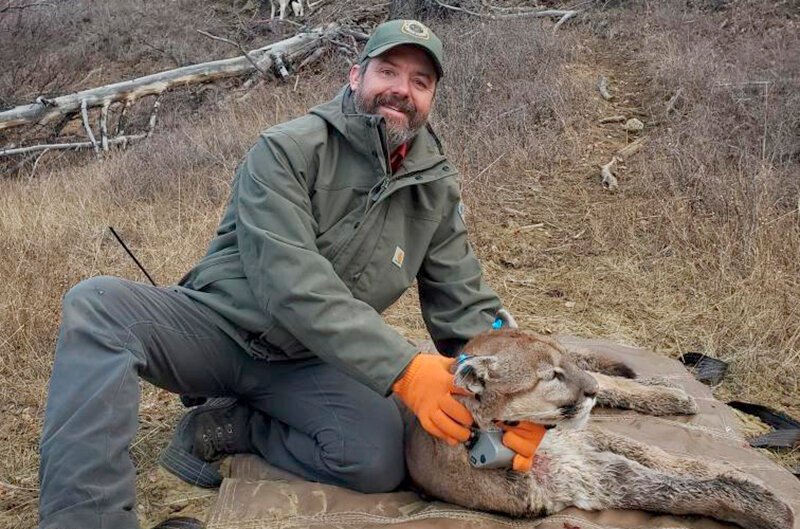Large Carnivore Biologist, Luke Ellsbury, fits a chemically immobilized mountain lion with a tracking collar and ear tags. He will speak at the next Buffalo Bill Center of the West lunch lecture.