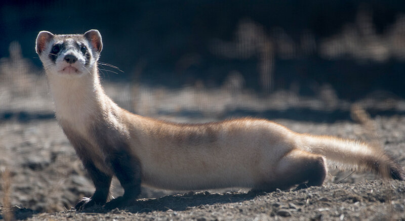 After a delayed premiere, Mutual of Omaha’s Wild Kingdom Protecting the Wild featuring black-footed ferrets and Kris and Allen Hogg of Meeteetse will finally air May 18.