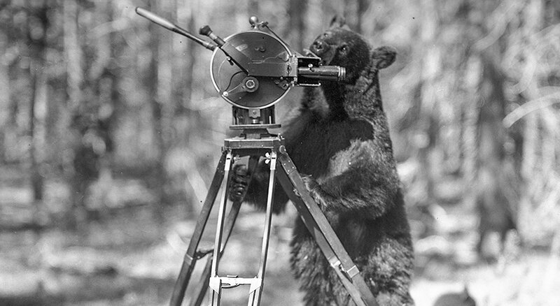 A bear looks into an early videocamera in the early years of Yellowstone National Park as captured in Bob Richard&rsquo;s new book.