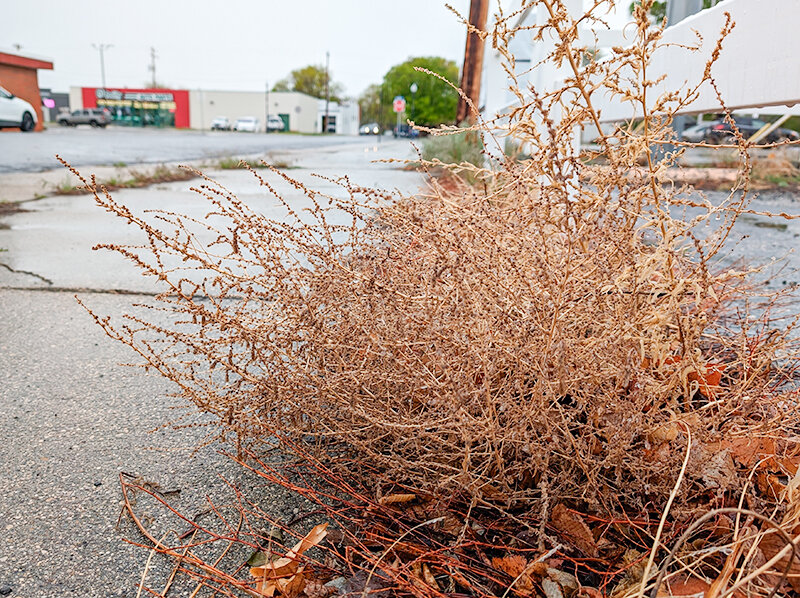 This tumbleweed safely stayed put in Powell&rsquo;s downtown area during Thursday afternoon&rsquo;s storm &mdash; unlike a plant that blew into the wrong spot and knocked out a portion of the city&rsquo;s power.