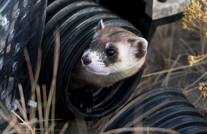Black-footed ferrets in northwest South Dakota are under threat from an outbreak of plague amongst the animal&rsquo;s main source of food, prairie dogs. The region houses the largest collection of the endangered species in the world.