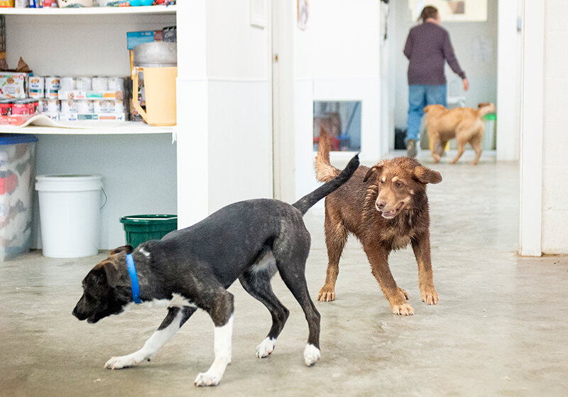 Two pups play at the Moyer Animal Shelter in May after the shelter was overwhelmed with 15 dogs. Since then people have stepped up and adopted a number of those dogs &mdash; volunteer Kim Curtis said three puppies were adopted within a week by three different people.