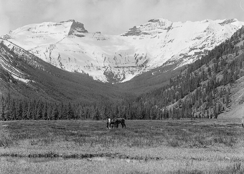 Horses graze in Eagle Creek Meadows in a June 1954 photo.