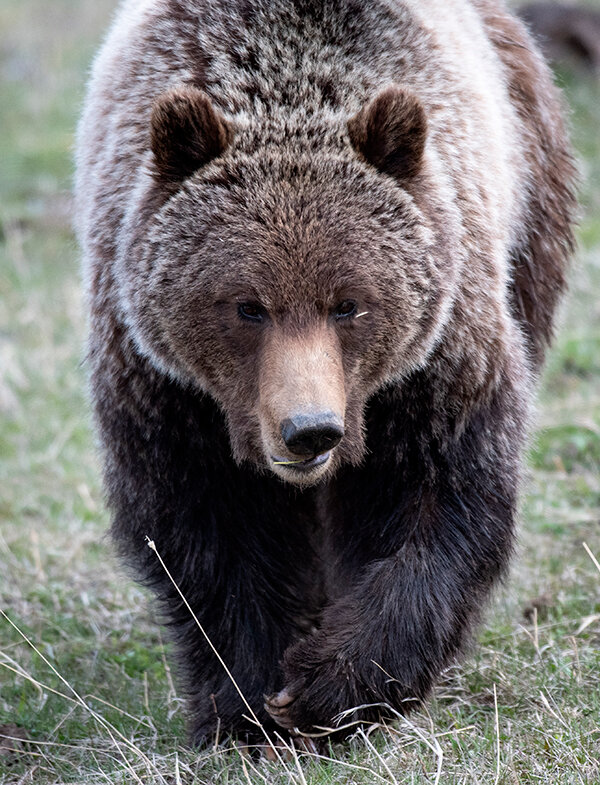 Game and Fish is reminding residents to be on alert for bears who are emerging from winter hibernation at this time. Residents in black and grizzly bear country are encouraged to keep garbage, livestock or pet food and birdseed properly stored and unavailable to bears. Barbecue grills should be kept clean and stored in a garage or shed when possible.