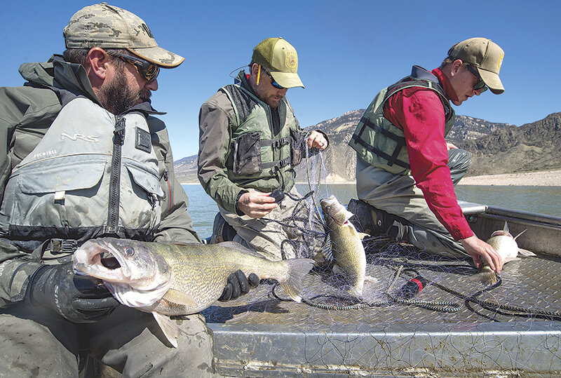 From left, volunteer Kris Cooper of Powell, former Wyoming Game and Fish Department fisheries technician Mark Komoroski and Cody Region fisheries biologist Jason Burckhardt remove large female walleye from monofilament nets at Buffalo Bill Reservoir during the suppression project. Walleye were illegally stocked in the reservoir, and Game and Fish biologists are fighting hard to remove them before they harm the popular trout fishery. Komoroski is now a land surveyor at Wilson &amp; Company, Inc., Engineers and Architects in Kansas City.