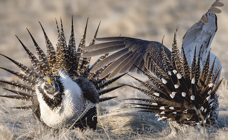Two male sage grouse fight for territory in their breeding grounds, which are known as leks. Spring is a great time to see the iconic species in their mating rituals, which include dancing as well as occasional fights.
