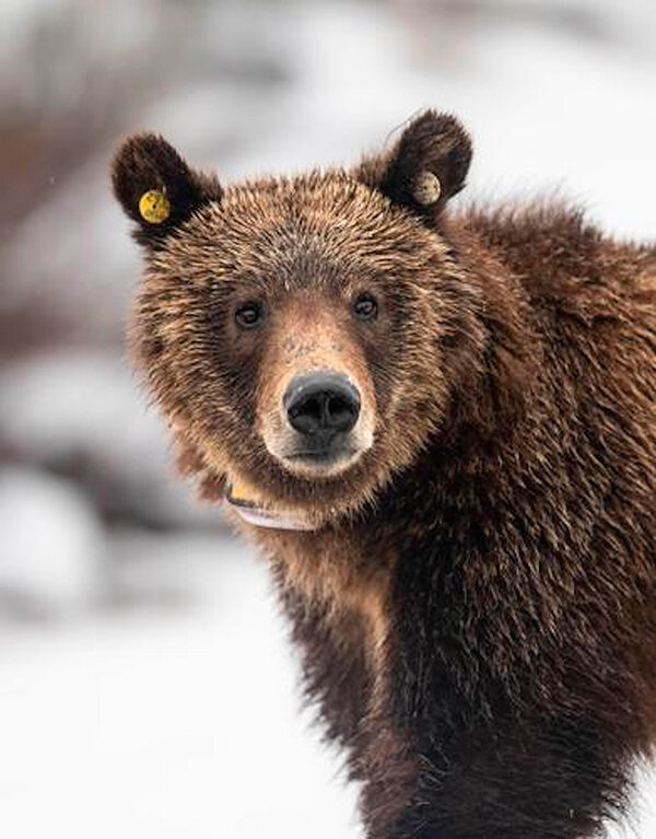 Grizzly 1058 on Easter Sunday 2022, the day Grizzly 399 and her four quads emerged from the den together for the last time. The five-year-old grizzly boar was apparently hit and killed by a car in Grand Teton National Park within the past week.