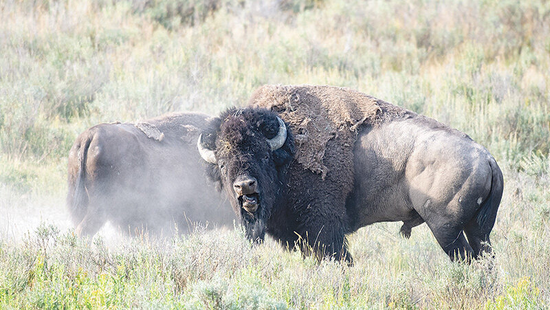 Bison wallow in the dust to relieve skin irritations, shed fur and deter biting insects. They also use wallowing for other purposes like marking territory and displaying dominance. Getting too close to one of the large animals can prove to be a deadly mistake &mdash; one that several have made over the years while visiting Yellowstone National Park.