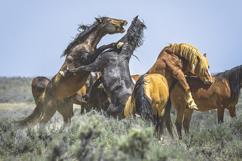 Two stallions, wild horses of the Bridger Butte herd in the McCullough Peaks Wild Horse Herd Management Area, rear up, bite and flail their hooves at each other as they fight for dominance during the mating season in the popular recreation area. Friends of a Legacy members threw a Picnic in the Peaks event Saturday featuring free guide services for the day and guest speakers.