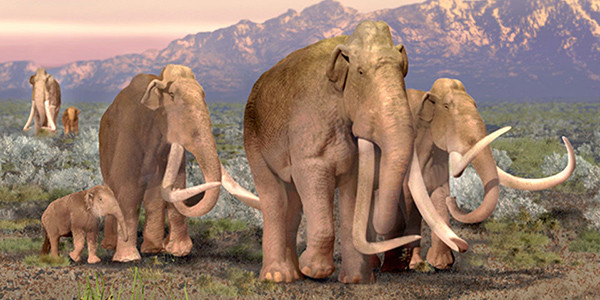This artistic rendering, from the National Park Service, shows what a Columbian mammoth is believed to have looked like. Bones found at the Buffalo Bill Reservoir this week may be remains of the species. Image courtesy National Park Service