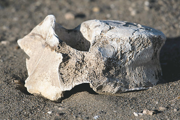 A section of a vertebra from what is suspected to be a Columbian mammoth lays in the sand at Buffalo Bill Reservoir. A recovery effort is being made to save the quickly eroding remains. Tribune photo by Mark Davis