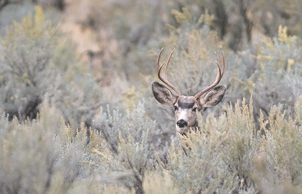 A mule deer buck hides in the sagebrush near Meeteetse during the 2017 deer season. The 2018 season will require bucks have a four-point antler point restriction in several hunt areas in this part of the state, in an attempt reverse the trend of falling buck ratios.