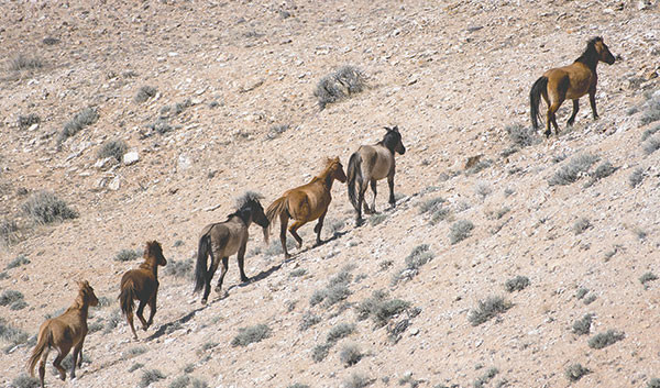 Hickok’s band makes for the hills on the Wyoming side of Bighorn Canyon National Recreation Area near Lovell. The horses, of colonial Spanish descent, are over their appropriate management level by about 25 percent.