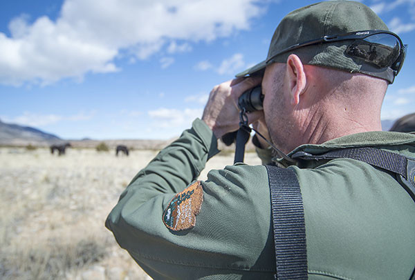 Bill Pickett glasses a distant band of wild horses while chasing a mare in the Mustang Flats area of Bighorn Canyon National Recreation Area on Tuesday.