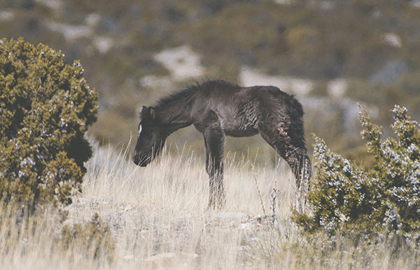 Sorcerer, an injured foal sired by Johnston and Morgana, browses tall grasses in the Mustang Flats on Tuesday. The colt was most likely injured by dueling stallions, but mountain lions are also common predators of wild horse young.