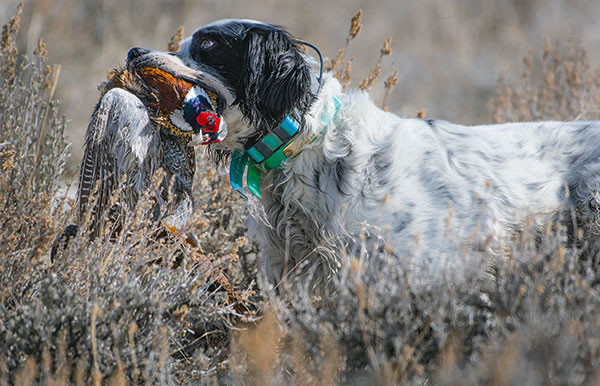 Junior, an English Setter owned by Pheasants Forever member Pat Shellady, retrieves a pheasant after it was harvested by a young hunter during the Bob Messier Youth Hunt at Monster Lake Saturday.