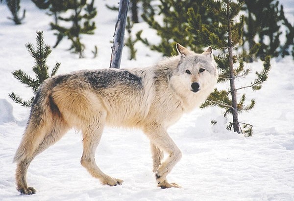Hunters have taken 41 gray wolves in northwest Wyoming; the quota for hunt areas in the Cody region was filled on Sunday.