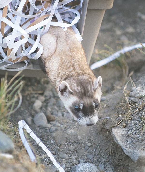 A male adult black-footed ferret heads to his new home in a prairie dog burrow after being released by Dennie Hammer on the Pitchfork Ranch near Meeteetse. Thirteen of the endangered species were released on Monday, about a year after 35 ferrets were reintroduced to the area.
