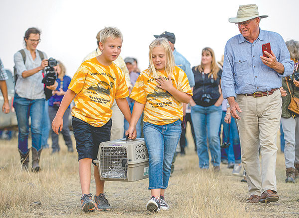 Riley and Madison Hogg, of Cody, carry a black-footed ferret to a prairie dog colony on the Pitchfork Ranch. It and 12 others were among the second group to be released in the area — 36 years since being rediscovered there.