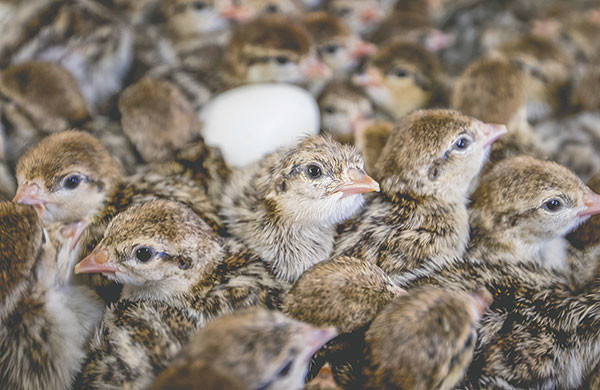 Hundreds of freshly hatched chukar keep warm in the hatchery for weeks before moving to the next rearing station. Diamond Wings Upland Game Birds, LLC, plans to raise 40,000 pheasants and chukars this season.