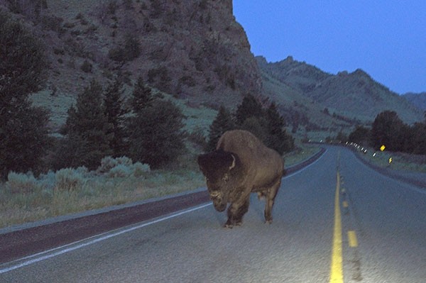 To protect fellow drivers, Cody photographer Steve Torrey stayed with this bull bison in the early morning hours of July 9 as it walked through a curve on U.S. Highway 14/16/20, just inside the Shoshone National Forest. It’s possible that this is the same bison that was hit by a vehicle and ultimately put down last weekend.