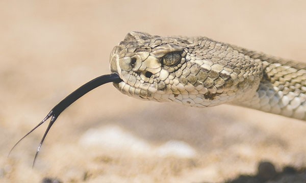 Prairie rattlesnakes are common to northwest Wyoming and are the only venomous snakes in the region. There are only two species of venomous snakes in the state, the prairie rattler and the midget faded rattlesnake.