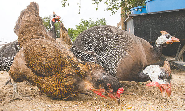 ’Genie and Doug McMullan raise chickens and had purchased guinea fowl after hearing a rumor that they might be helpful in controlling snakes. The rumor was false, but they did learn that the hens are very tasty.