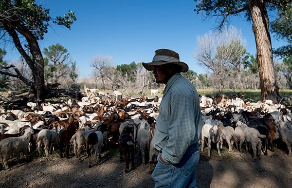 Elvis Garcia, a Peruvian goat herder in the U.S. on an H-2A work visa, watches more than 450 nanny goats and their kids while running the herd over the Yellowtail Wildlife Management Area. It’s part of an effort to control invasive, noxious weeds as an alternative to herbicides. In 2018, Garcia will receive a raise, as a Department of Labor rule increases shepherd pay from $1,200 per month to $1,500.