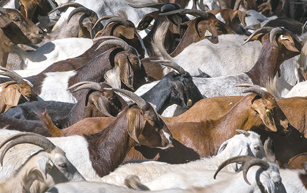 More than 450 nanny goats and their kids work the Yellowtail Wildlife Management Area, munching on invasive species of weeds.