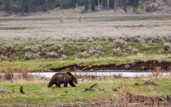 A grizzly bear is pictured in Yellowstone National Park in this file photo. The U.S. Interior Department announced today that the grizzly population in the Yellowstone vicinity has recovered and federal protections will be lifted.