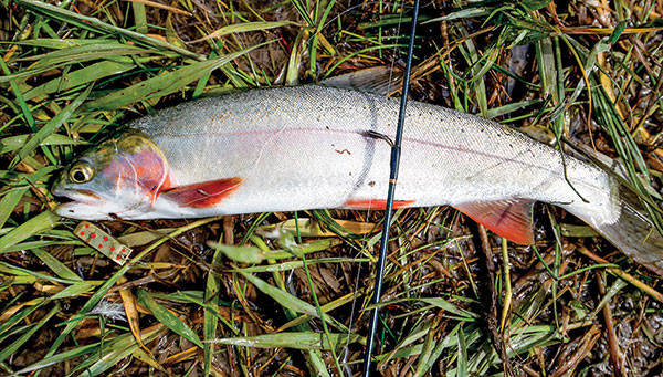 A Yellowstone cutthroat trout caught on an ultralight set-up using a Jake’s Spin-A-Lure at Upper Sunshine Reservoir near Meeteetse. The reservoir, operated by the Wyoming Game and Fish Department, is a great year-round fishery, according to Sam Hochhalter, Cody region fisheries supervisor.