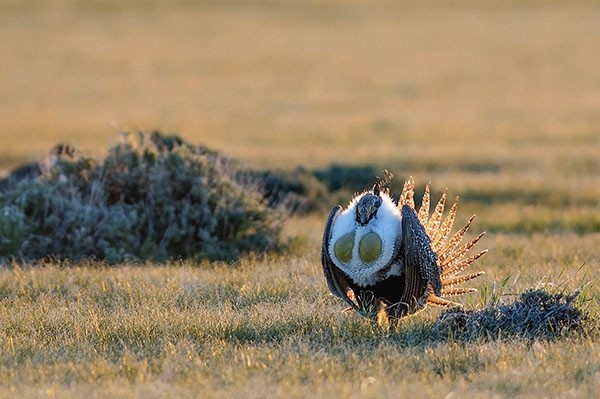 Beams of golden light at sunrise catch the feathers of a male sage grouse as it displays for females in a lek near Heart Mountain on preserved sagebrush habitat in Park County. The ground-dwelling bird is the subject of conservation regulations currently being reviewed by new Interior Secretary Ryan Zinke. Wyoming has 26 percent of the world’s sagebrush habitat and 37 percent of the total population of sage grouse.