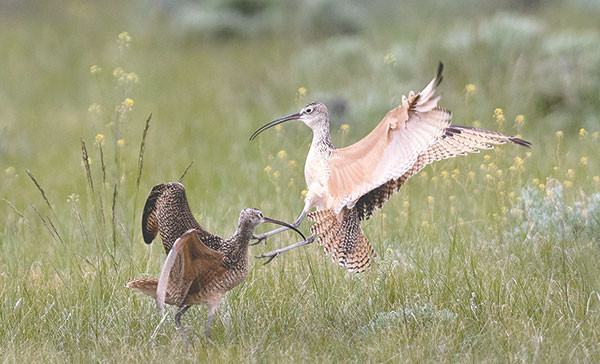 Two male long-billed curlews fight for territory during breeding season at The Nature Conservancy’s Heart Mountain Ranch Preserve Friday.