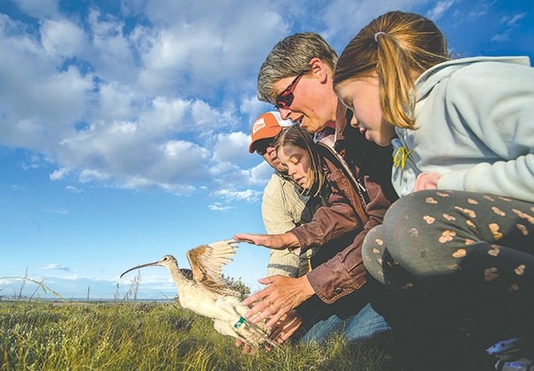 Katherine Thompson, her husband Tommy and their two daughters, Lucy, 10, and Sydney, 5, release a male long-billed curlew after it was captured, fitted with a solar-powered satellite transmitter and checked for health for a research project on the species by Jay Carlisle, research director of the Intermountain Bird Observatory at Boise State University. The long-billed curlew will be tracked by the research team at BSU, following it from its breeding grounds near Heart Mountain in Park County to its wintering grounds in central Mexico.