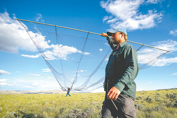 Jay Carlisle, research director of the Intermountain Bird Observatory at Boise State University, and Brian Peters, of The Nature Conservancy’s Heart Mountain Ranch Preserve, carry a 60-foot mist net used to capture long-billed curlews for a research study on the birds. Long-billed curlews have been in decline in some areas of Montana, Idaho and Wyoming, but the researchers say that there is a healthy population in northwest Wyoming.