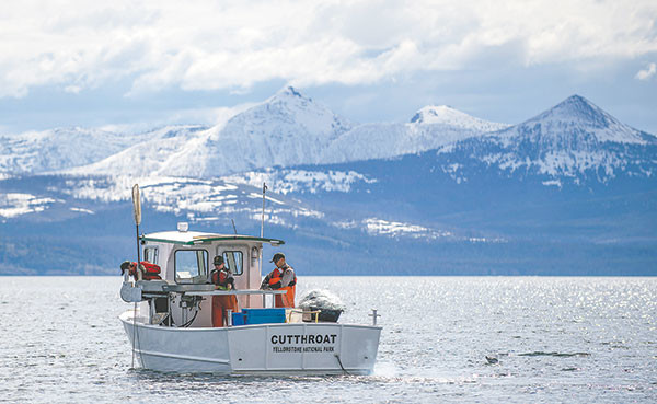 The crew of the Cutthroat, including Ben Brogie, Pat Bigelow and Phil Doepke, troll nets for lake trout, a nonnative species that eats the native cutthroat trout, in Yellowstone Lake.